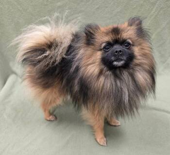Habanero -  Pomeranian Dog for Adoption in Frankfort, Indiana - Habanero | PetCurious