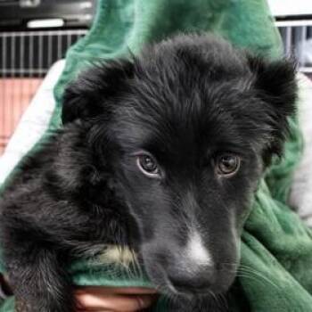 Australian Cattle Dog Blue Heeler Dogs Available for Adoption in Flagstaff, Arizona - Catalina | PetCurious