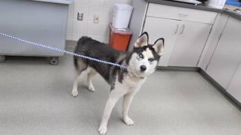 Rescue Siberian Husky and Mixed Breed Dogs for Adoption in Omaha, Nebraska - KIARA | PetCurious