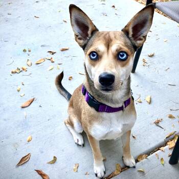 Lil Bit -  Shiba Inu and Chihuahua Dog for Adoption in Fort Collins, Colorado - Lil Bit | PetCurious