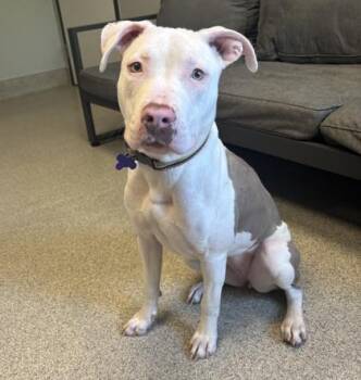 Dolly -  Mixed Breed Dog for Adoption in Lansing, Michigan - Dolly | PetCurious