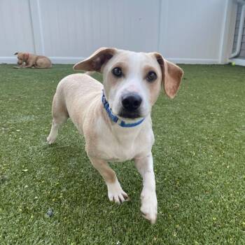 Corgi Dogs Available for Adoption in New Bedford, Massachusetts - Clem | PetCurious