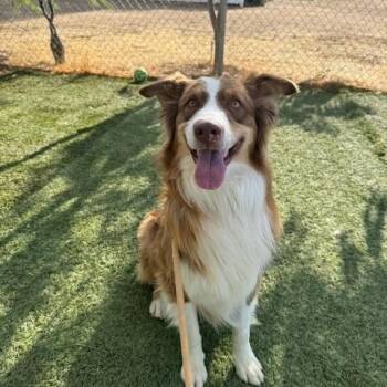 Rufus -  Australian Shepherd Dog for Adoption in Agua Dulce, California - Rufus | PetCurious