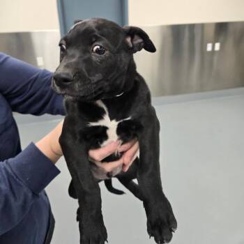 Steve -  Pit Bull Terrier Dog for Adoption in Incline Village, Nevada - Steve | PetCurious