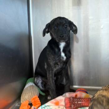 Mixed Breed Dogs Available for Adoption - Jedi 22082 | PetCurious