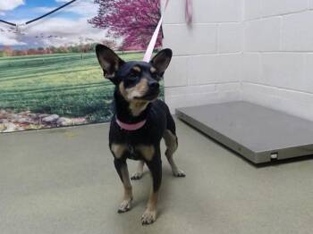 A553028 -  Chihuahua and Mixed Breed Dog for Adoption in Moreno Valley, California - A553028 | PetCurious