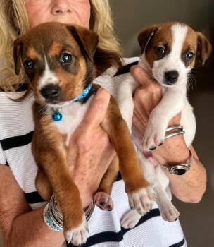 Terrier Dogs Available for Adoption in Humble, Texas - Ace Or Andy | PetCurious