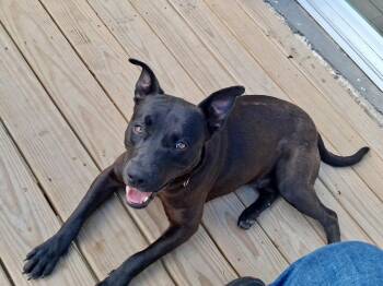 Bruno -  Labrador Retriever and Mixed Breed Dog for Adoption in Houston, Texas - Bruno | PetCurious
