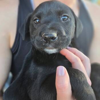 Rescue Terrier and Mixed Breed Dogs for Adoption in New Orleans, Louisiana - French Silk | PetCurious