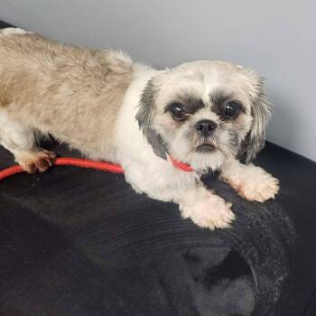 Shih Tzu Dogs Available for Adoption - Maryann | PetCurious