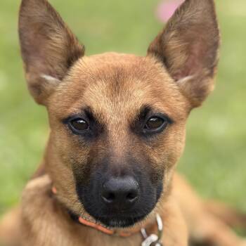 German Shepherd Dog Dogs Available for Adoption in Mettawa, Illinois - Taco: Don’t Miss Out On This Fabulous Puppy! So Sweet  | PetCurious