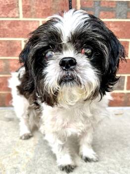 Rescue Shih Tzu Dogs for Adoption in Ladson, South Carolina - Bo | PetCurious
