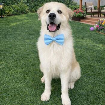 Great Pyrenees Dogs Available for Adoption - IRON GS | PetCurious