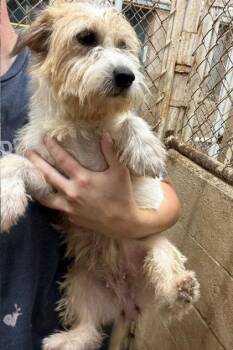 Pasta Bea -  Jack Russell Terrier and Rat Terrier Dog for Adoption in Thompson Falls, Montana - Pasta Bea | PetCurious
