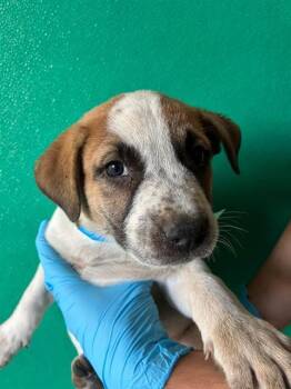 A256468 -  Australian Cattle Dog Blue Heeler and Mixed Breed Dog for Adoption in Visalia, California - A256468 | PetCurious