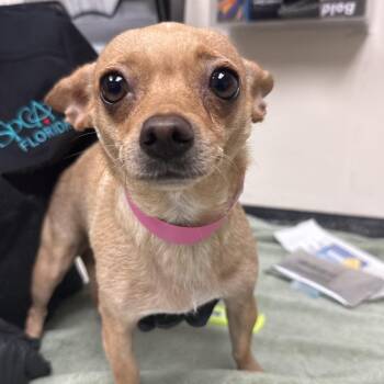 Lilith -  Chihuahua Dog for Adoption in Lakeland, Florida - Lilith | PetCurious