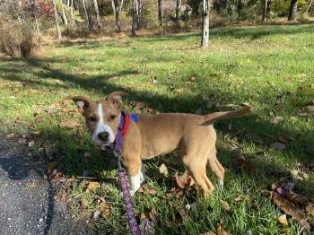 Rescue Pit Bull Terrier and Mixed Breed Dogs for Adoption in Center Square, Pennsylvania - JOAN | PetCurious