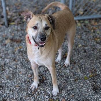 Logan -  Mixed Breed Dog for Adoption in West Olive, Michigan - Logan | PetCurious