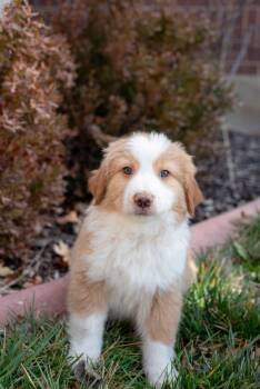 Collie Dogs Available for Adoption - Shabu Shabu | PetCurious