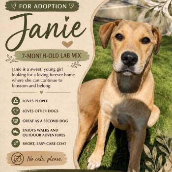 Janie -  Mixed Breed Dog for Adoption in Pleasant Valley, New York - Janie | PetCurious