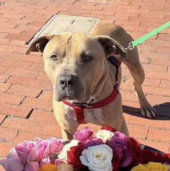 Pit Bull Terrier Dogs Available for Adoption - Trombone | PetCurious