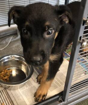 Shepherd Dogs Available for Adoption in Parma, Ohio - Louis Vuitton | PetCurious
