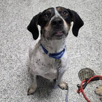 Beau -  German Shorthaired Pointer Dog for Adoption in Cheyenne, Wyoming - Beau | PetCurious