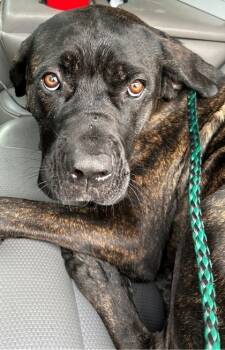 Rescue Mastiff and Mixed Breed Dogs for Adoption in Savannah, Georgia - Agatha | PetCurious