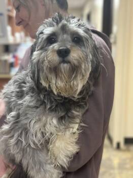 Miniature Poodle Dogs Available for Adoption in Grand Rapids, Michigan - Maple | PetCurious