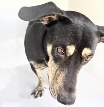 A658548 -  Belgian Shepherd Malinois and Mixed Breed Dog for Adoption in Houston, Texas - A658548 | PetCurious