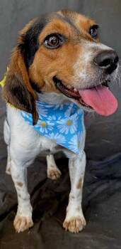 Frannie -  Beagle Dog for Adoption in Princeton, Massachusetts - Frannie | PetCurious