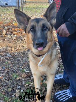 Rescue German Shepherd Dog Dogs for Adoption in Battle Creek, Michigan - Aries | PetCurious