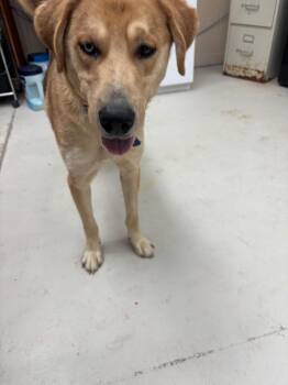 German Shepherd Dog and Hound Dogs Available for Adoption in Findlay, Ohio - Baxter | PetCurious