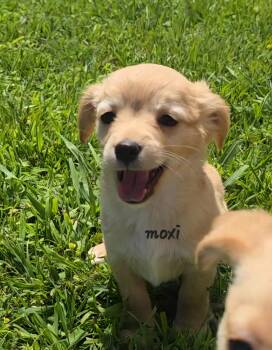 Chiweenie Dogs Available for Adoption in Penryn, California - Moxi | PetCurious