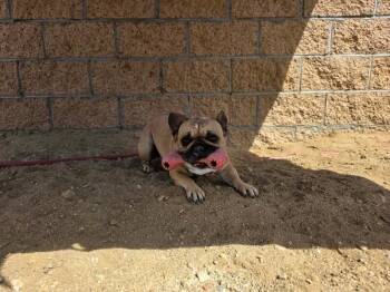 French Bulldog Dogs Available for Adoption in Severance, Colorado - Luna | PetCurious