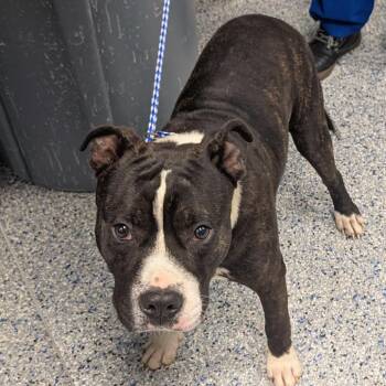 American Staffordshire Terrier Dogs Available for Adoption in Greenville, South Carolina - Captain America | PetCurious