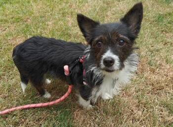 Pippin -  Terrier and Chihuahua Dog for Adoption in Seattle, Washington - Pippin | PetCurious