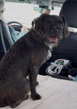Maggie -  Terrier Dog for Adoption in Severance, Colorado - Maggie | PetCurious