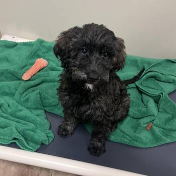 Mixed Breed Dogs Available for Adoption in Spokane, Washington - Samantha | PetCurious