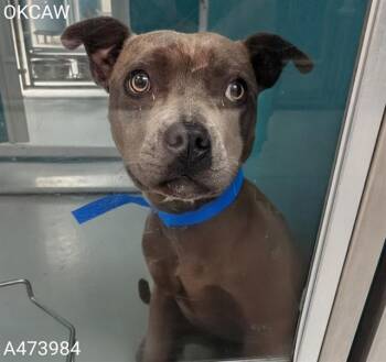 Pit Bull Terrier and Mixed Breed Dogs Available for Adoption in Oklahoma City, Oklahoma - JOEY | PetCurious