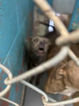 Pit Bull Terrier and Mixed Breed Dogs Available for Adoption - Roxie | PetCurious