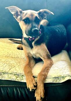 Chillie -  Shepherd and Terrier Dog for Adoption in San Diego, California - Chillie | PetCurious