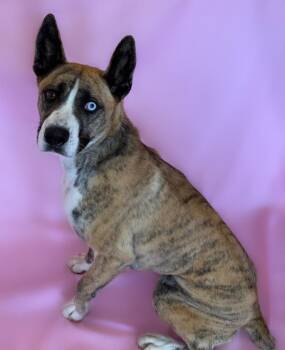 Dolly Pawton -  Boxer and Siberian Husky Dog for Adoption in Columbus, Nebraska - Dolly Pawton | PetCurious
