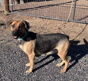 Rosie -  Shepherd and Shar Pei Dog for Adoption in Bend, Oregon - Rosie | PetCurious