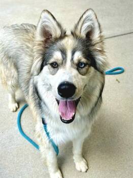 CLARA -  Siberian Husky and Mixed Breed Dog for Adoption in Sacramento, California - CLARA | PetCurious