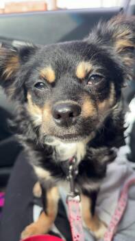 Astrid -  Chihuahua and Pekingese Dog for Adoption in Leavenworth, Kansas - Astrid | PetCurious