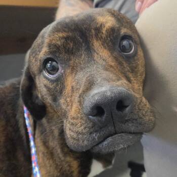 Derby -  Boxer and Pit Bull Terrier Dog for Adoption in Watertown, New York - Derby | PetCurious