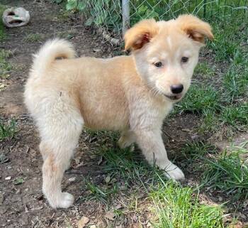 Husky and Chihuahua Dogs Available for Adoption in Memphis, Tennessee - Molly | PetCurious