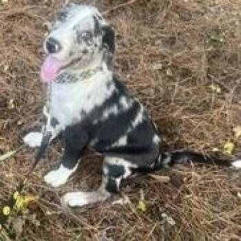 Blue Jay -  Border Collie and Catahoula Leopard Dog Dog for Adoption in Alexandria, Louisiana - Blue Jay | PetCurious