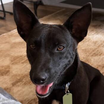 Stewart -  Fox Terrier and Chihuahua Dog for Adoption in Austin, Texas - Stewart | PetCurious